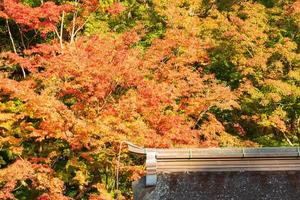 Érable pendant la saison d'automne d'automne en changement de couleur jaune, rouge, orange avec l'ancienne tradition du toit du sanctuaire du temple photo