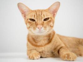 gros plan chat allongé sur la table et regardant la caméra photo