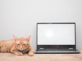 Gros plan chat allongé avec un écran blanc d'ordinateur portable se sentant somnolent sur un canapé fond de mur blanc dans la maison photo