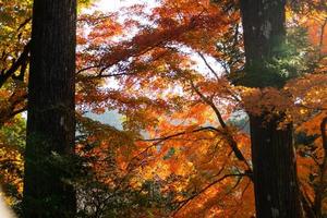 gros plan sur les feuilles d'érable au cours de l'automne avec changement de couleur sur la feuille en orange jaune et rouge, chute de la texture de fond naturelle concept d'automne photo
