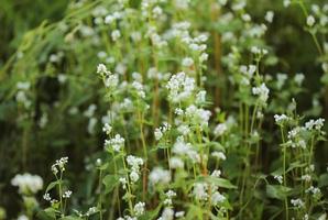 mise au point douce sur la fleur de marguerite. champ de fleurs blanches photo