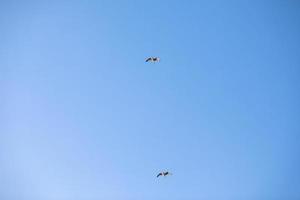 deux oiseaux volant mouette ciel isolé symbole du concept de liberté. mouette blanche dans le ciel photo