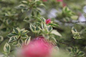 beau champ de fleurs dans le jardin avec arrière-plan flou photo