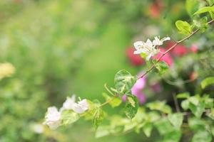 beau champ de fleurs dans le jardin avec arrière-plan flou photo