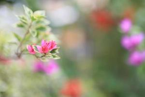 beau champ de fleurs dans le jardin avec arrière-plan flou photo