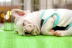 gros plan chiot bouledogue français dort dans la cage après avoir couru toute la journée. photo