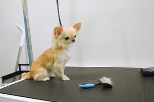 chien chihuahua drôle avec ceinture de sécurité debout sur la table de toilettage de chien dans le salon. soins pour animaux de compagnie, bien-être, spa, hygiène, concept de beauté des animaux. fermer photo