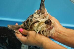 drôle de yorkshire terrier prenant une douche dans un salon de toilettage. mains de femme toiletteur baignant un chien. fourrure mouillée. lavage professionnel, hygiène, bien-être, procédures de spa du concept d'animaux. fermer photo