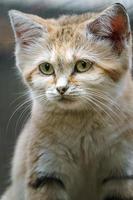 chat de sable arabe photo