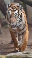 portrait de tigre de sumatran photo