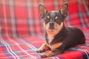 un chien adulte repose sur le canapé. un chihuahua tricolore se trouve sur une couverture rouge à carreaux. photo