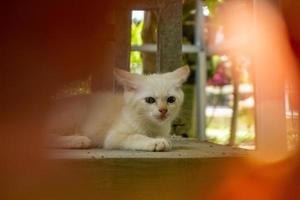 mignon chaton blanc à la recherche. petit chat blanc jouant dans le jardin. photo