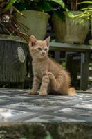 chaton jouant dans le jardin. petit chat orange jouant dehors le matin. photo