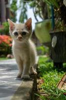 mignon chaton blanc à la recherche. petit chat blanc jouant dans le jardin. photo