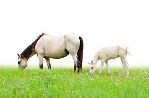 Cheval jument et poulain dans l'herbe sur fond blanc photo