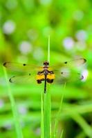 libellule avec des marques noires et jaunes sur ses ailes photo