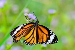 gros plan tigre commun ou papillon danaus genutia photo