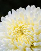 gros plan blanc fleur de chrysanthème morifolium photo