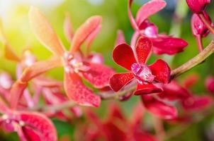 fleurs d'orchidées rouges en gros plan photo