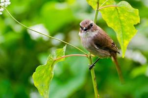 oiseau gris femelle bushchat photo