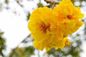 fleurs jaunes de cochlospermum regium photo