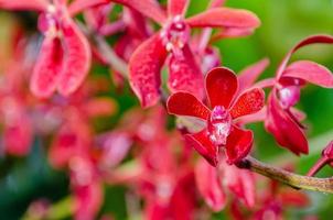 fleurs d'orchidées rouges en gros plan photo