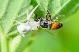 Araignée crabe blanc mangeant une abeille photo