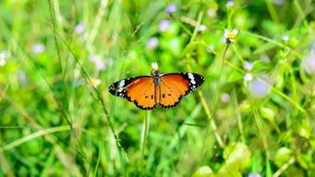 papillon tigre ordinaire danaus chrysippe