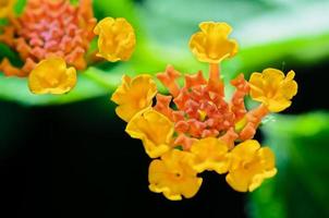 petites fleurs de lantana camara photo