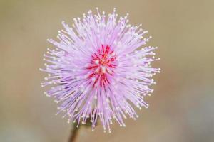 image gros plan de mimosa pudica fleur avec bokeh. photo