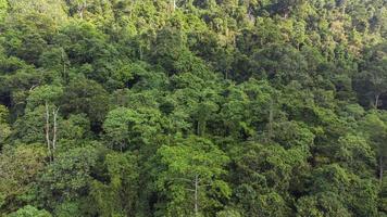 vue du haut de la forêt tropicale photo