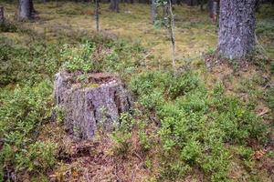 vieille souche pourrie parmi les bleuets, dans la forêt, un jour d'été. photo