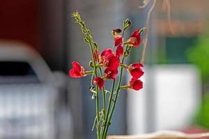 fleur de macroptilium lathyroides qui fleurit dans le jardin, fleur rouge. photo