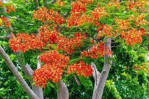 arbre de flamme avec des fleurs rouge vif et des gousses photo