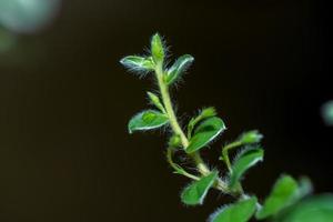 evolvulus alsinoides fleurit dans le jardin photo