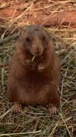 très mignon chien de prairie alerte et attentionné photo