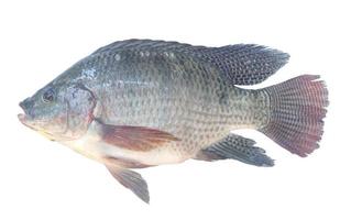 tilapia du nil ou pla nin en thaï, poisson d'eau douce isolé sur fond blanc photo