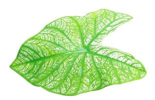 gros plan et vue de dessus de feuille de caladium vert frais avec motif isolé sur fond blanc avec un tracé de détourage photo