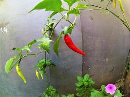 piment rouge sur l'arbre photo