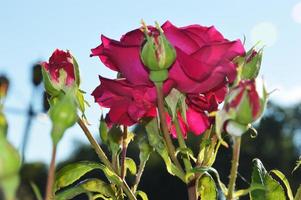 une branche de roses rose vif avec des bourgeons contre un ciel bleu. belles roses dans le parc de la ville. photo