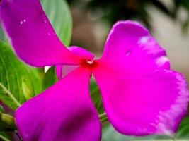 catharanthus roseus, communément appelé œil brillant, pervenche du cap, plante funéraire, pervenche de madagascar, vieille fille, pervenche rose, pervenche rose, comme plante médicinale ornementale photo