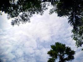 regardez à travers les arbres verts ombragés vers le ciel bleu. milieux appropriés photo