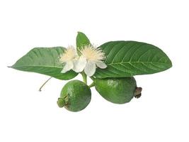 la goyave est un fruit tropical commun cultivé dans de nombreuses régions tropicales et subtropicales, goyave commune psidium goyave, goyave citron, goyave pomme photo