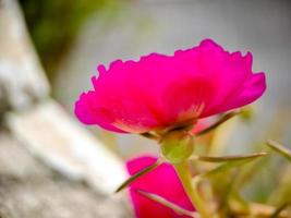 le pourpier rose ou portulaca grandiflora rose moss est une plante ornementale appartenant à la famille des portulacaceae originaire d'amérique du sud. la plante est aussi appelée la fleur de neuf heures photo