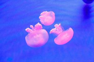 méduses dans un aquarium avec de l'eau bleue photo
