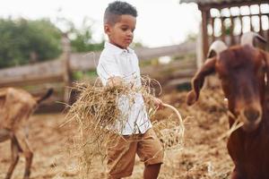 temps chaud. mignon petit garçon afro-américain est à la ferme en été avec des chèvres photo