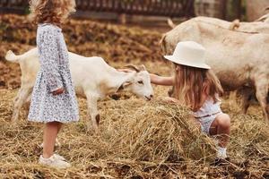 avec des chèvres. petite fille en vêtements bleus est à la ferme en été à l'extérieur photo