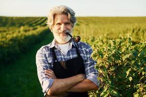 fumer et regarder des baies. Senior homme élégant aux cheveux gris et barbe sur le terrain agricole avec récolte photo