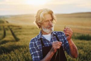 se promener. Senior homme élégant aux cheveux gris et barbe sur le terrain agricole avec récolte