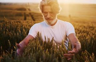 regarde la récolte fraîche. Senior homme élégant aux cheveux gris et barbe sur le terrain agricole